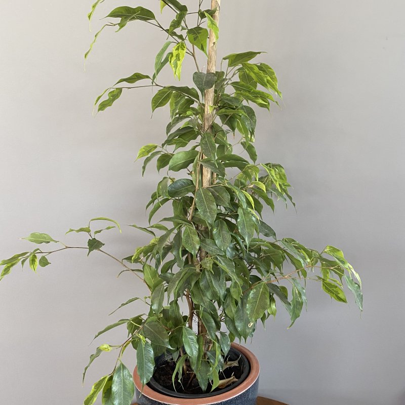  | Ficus benjamin - 70 cm