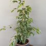 Ficus benjamin - 70 cm