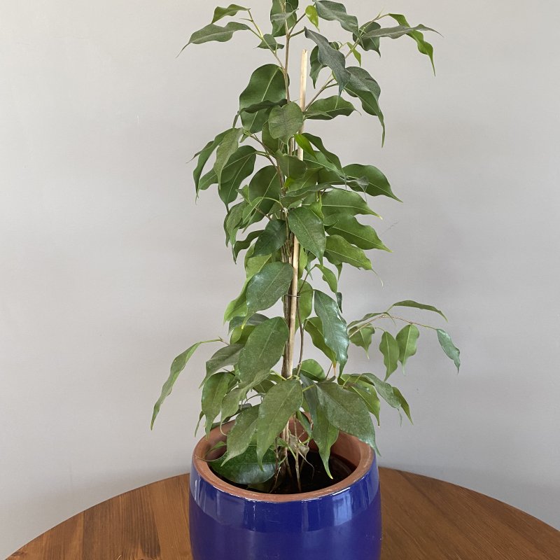  | Ficus benjamin 50 cm