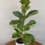 Ficus lyrata - Keman yapraklı kauçuk 50 cm