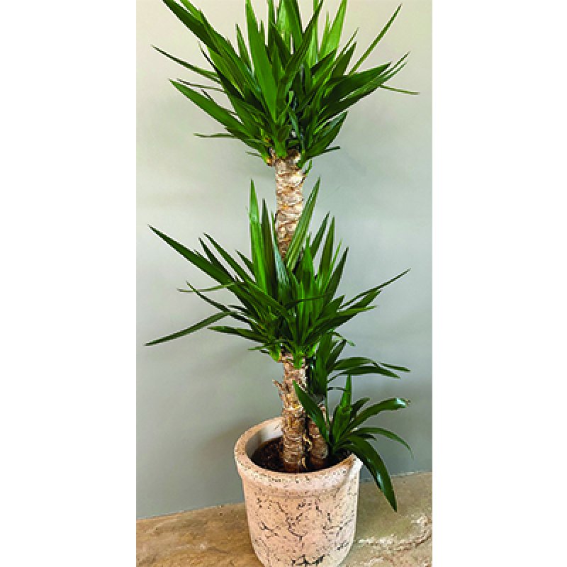  | Yucca massengena - 3 gövdeli 110 cm