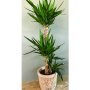Yucca massengena - 3 gövdeli 110 cm